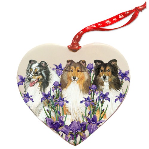 Shetland sheepdog sheltie dog - sheepdog,